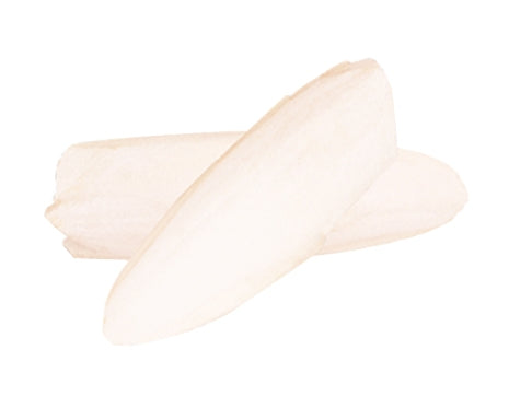 Pack of 6 cuttlefish bones for mold making and carving in lightweight natural material